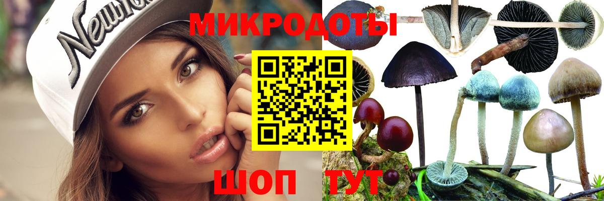 Галлюциногенные грибы Psilocybe Асино